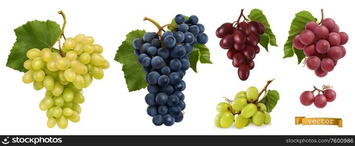 Wine grapes, table grapes. Fresh fruit, 3d realistic vector set