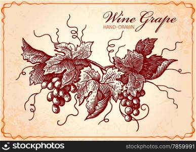 Wine grapes vintage style illustration