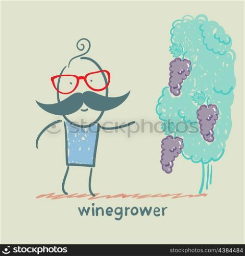 winegrower looks at grapes