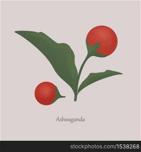 Withania Somnifera, ashwagandha medicinal red berries. Indian ginseng, winter cherry herbaceous plant on a gray background.. Withania Somnifera, ashwagandha medicinal red berries.
