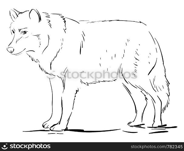 Wolf drawing, illustration, vector on white background.