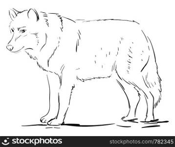 Wolf drawing, illustration, vector on white background.