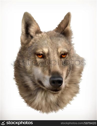 Wolf head, realistic vector illustration
