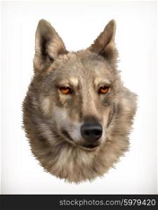 Wolf head, realistic vector illustration