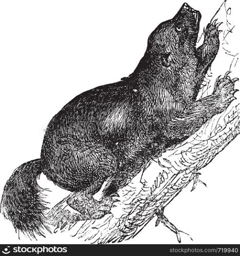 Wolverine or Gulo luscus or Gulo gulo or Carcajou or Glutton or Skunk bear or Quickhatch or Gulon, vintage engraving. Old engraved illustration of Wolverine, climbing on the tree.