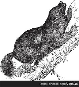 Wolverine or Gulo luscus or Gulo gulo or Carcajou or Glutton or Skunk bear or Quickhatch or Gulon, vintage engraving. Old engraved illustration of Wolverine, climbing on the tree.