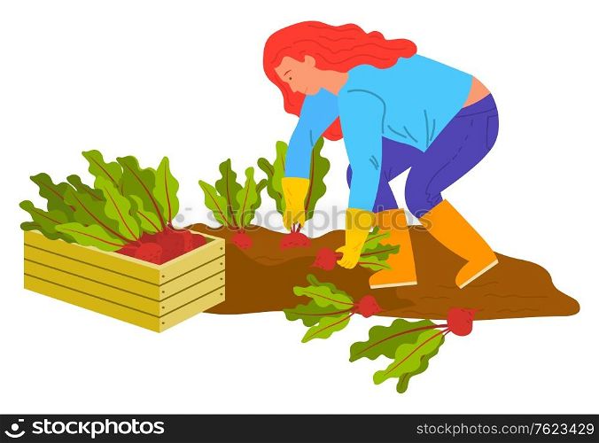 Woman agricultural worker planting or harvesting radish or beet. Fresh rustic vegetable, farmer female wearing rubber gloves and boots working on ground, gardening vector. Flat cartoon. Planting Vegetable, Woman Gardening, Beet Vector