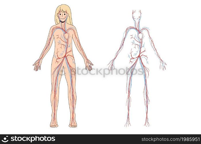 Woman arterial and venous circulatory system. Female blood vessel diagram on education poster or banner. Person medical infographics. Science and medicine concept. Flat vector illustration. . Woman arterial and venous circulatory system