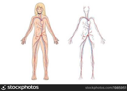 Woman arterial and venous circulatory system. Female blood vessel diagram on education poster or banner. Person medical infographics. Science and medicine concept. Flat vector illustration. . Woman arterial and venous circulatory system