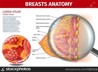 Woman Breasts Anatomy. Cross Section and Magnifier Glass View of Female Breast with all Important Named Parts and Components. Detailed Vector Realistic Illustration. Medical Banner with Copy Space.. Woman Breasts Anatomy. Cross Section Aid Banner
