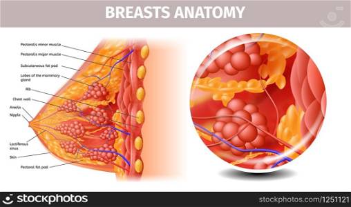 Woman Breasts Anatomy. Highly Detailed Close Up Cross Section View of Healthy Female Bust with Important Labeled Components. Aid Banner for Basic Medical l Education. Vector Realistic Illustration. Highly Detailed View of Healthy Female Breast