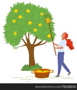 Woman character holding stick and picking apple from green tree. Ripe fruit on wood, woman in orchard, harvesting object, gardener with basket vector. Picking apples concept. Flat cartoon. Basket of Ripe Apples, Fruit Tree, Harvest Vector