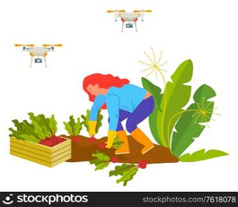 Woman farmer picking beet, harvesting vegetable, drone equipment. Agricultural worker in boots and gloves gardening, wireless and flying device vector. Drones on farm. Harvesting Beet, Drone on Farm, Vegetable Vector
