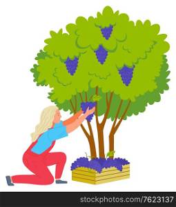 Woman farmer picking grapes from bush, grape in wooden case. Agricultural work or harvesting, plant with green leaves and ripe product, winemaker vector. Flat cartoon. Harvest Grapes, Winemaker and Bush, Farm Vector