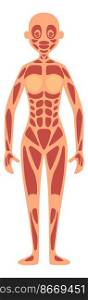 Woman figure with muscular system model. Anatomy learning poster isolated on white background. Woman figure with muscular system model. Anatomy learning poster