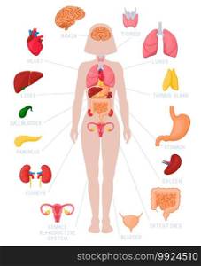 Woman internal organs infographic. Human body anatomy, lungs, kidneys, heart, brain, liver and female reproductive vector illustration set. Educational poster for medicine and biology. Woman internal organs infographic. Human body anatomy, lungs, kidneys, heart, brain, liver and female reproductive vector illustration set