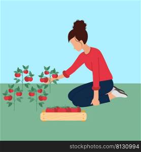 Woman picking tomatoes in box concept. Girl is engaged in harvesting vector illustration. Farmer female character. Autumn preparations of healthy organic food. Woman picking tomatoes in box concept
