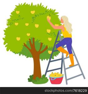 Woman standing on stairs and picking apples from tree, ripe product. Female gardener near fruit wood, wicker basket, agricultural work, freshness vector. Harvesting Apples, Fruit Tree, Gardening Vector