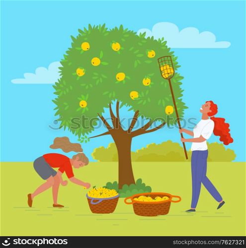 Woman working in garden together vector, female with special tool to reach apple on top of tree. Baskets with organic products meal in containers. Pick apples concept. Flat cartoon. Picking Apples in Garden Trees and Bushes Outdoors
