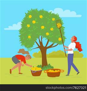 Woman working in garden together vector, female with special tool to reach apple on top of tree. Baskets with organic products meal in containers. Pick apples concept. Flat cartoon. Picking Apples in Garden Trees and Bushes Outdoors