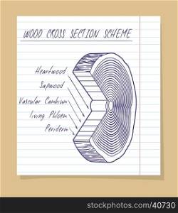 Wood cross section scheme sketch. Wood cross section scheme on a notebook paper. Vector illustration