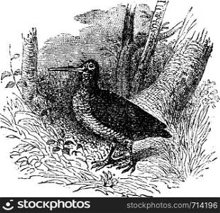 Woodcock, vintage engraved illustration. Natural History of Animals, 1880.