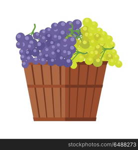 Wooden Barrel with Bunches of Wine Grape. Wooden barrel with bunches of red and white wine grape. Vineyard grape icon. Wine barrel with grapes icon. Wine grape icon. Isolated object in flat design on white background. Vector illustration.