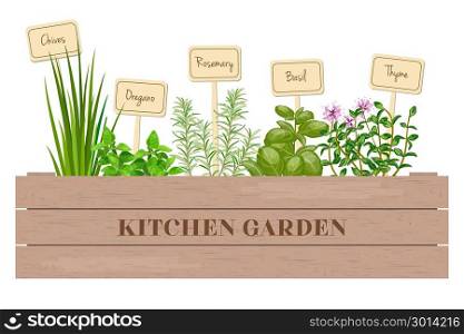 Wooden crate of fresh cooking herbs with labels in wooden box.. Wooden crate of farm fresh cooking herbs with labels in wooden box. Greenery basil, rosemary, chives, thyme, oregano with text. Horticulture. houseplants. Gardening. For advertising, poster, banner