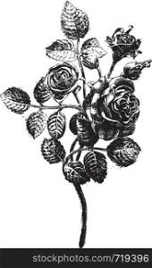 Wrought iron roses, executed in Mr. Favier workshop, vintage engraved illustration. Industrial encyclopedia E.-O. Lami - 1875.