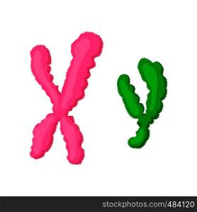 X and Y chromosome cartoon icon on a white background. X and Y chromosome cartoon icon