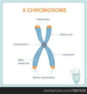 X chromosome sheme, DNA, telomeres are protective caps on the end of chromosomes, short arm, long arm. Stock vector illustration for healthcare, for education, for medicine