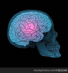 X-rays of the human skull with the brain. Vector illustration for your creativity. X-rays of the human skull with the brain. Vector illustration fo