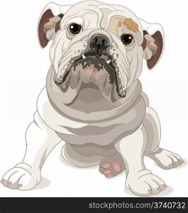 &#xA;Illustration of English Bulldog isolated on white