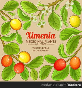 ximenia vector frame on color background. ximenia vector frame