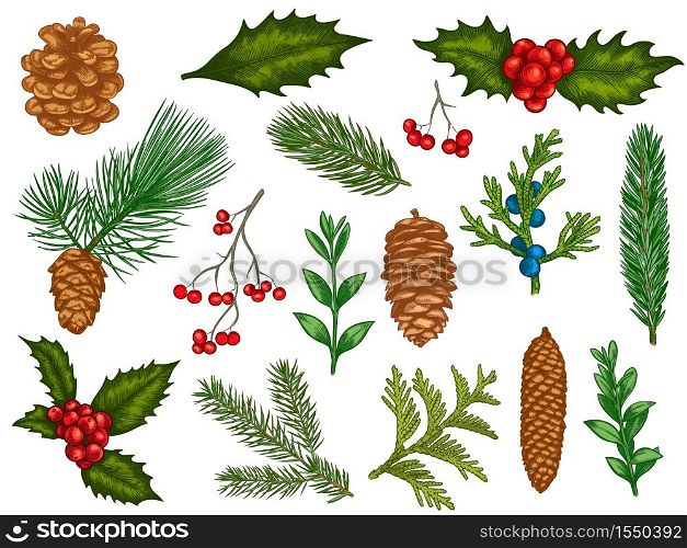Xmas floral. Flower christmas winter decorations, red poinsettia, mistletoe, holly leaves with berries, fir branches, pine cones vector set. Engraved colorful winter plants, elements for cards. Xmas floral. Flower christmas winter decorations, red poinsettia, mistletoe, holly leaves with berries, fir branches, pine cones vector set