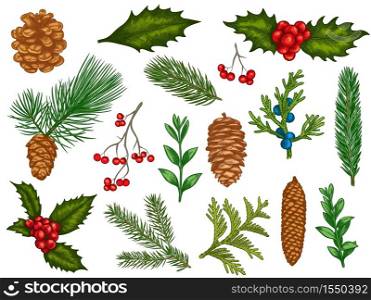 Xmas floral. Flower christmas winter decorations, red poinsettia, mistletoe, holly leaves with berries, fir branches, pine cones vector set. Engraved colorful winter plants, elements for cards. Xmas floral. Flower christmas winter decorations, red poinsettia, mistletoe, holly leaves with berries, fir branches, pine cones vector set