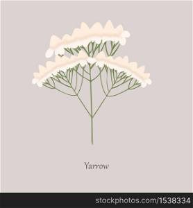 Yarrow, Achillea millefolium with white flowering on a gray background. The stem plant is medical, decorative, culinary.. Yarrow, Achillea millefolium with white flowering on a gray background.