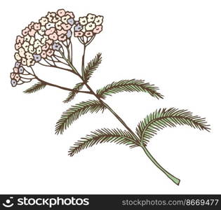 Yarrow plant. Medical herb blooming. Achillea flower isolated on white background. Yarrow plant. Medical herb blooming. Achillea flower