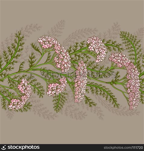 yarrow vector pattern. yarrow plant vector pattern on color background