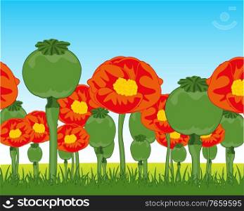 Year landscape field coated by plant and flower of the poppy. Year field with rising flower of the plant poppy
