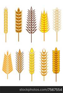 Yellow and gold colored ear icons set, for agriculture and cereal food design