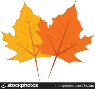 Yellow and orange maple leaves vector illustration on white background