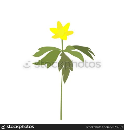 Yellow anemone plant flowers green leaves object isolated on white
