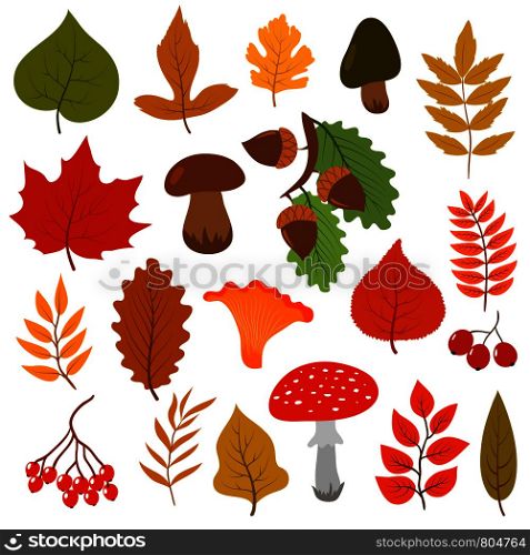 Yellow autumn leaves, mushrooms and berries. Fall forest elements vector cartoon collection isolated on white background. Autumn leaf and foliage, ashberry colored illustration. Yellow autumn leaves, mushrooms and berries. Fall forest elements vector cartoon collection isolated on white background