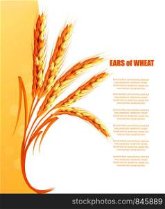Yellow background with ears of wheat. Vector.