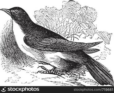 Yellow-billed Cuckoo or Rain Crow or Storm Crow or Coccyzus americanus, vintage engraving. Old engraved illustration of a Yellow-billed Cuckoo.