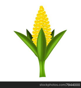 Yellow Cob Corn