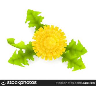 Yellow Dandelion, 10eps
