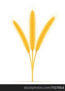 yellow ears of ripe wheat spikelet vector illustration isolated on white background