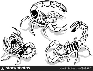 Yellow Fattail Scorpion
